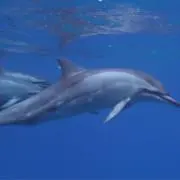akの画像