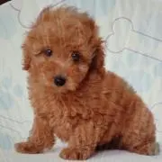 レモン