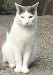 シドニーの画像