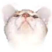 Image of くまねこ