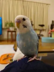 ojiの画像