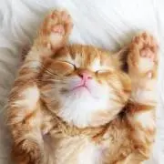 はっちゃんの画像