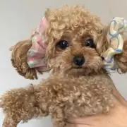 yuaの画像