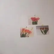 pom★の画像