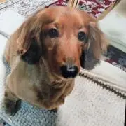 マメの画像