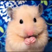 パンの画像