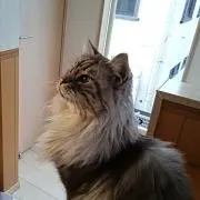 ももすけ