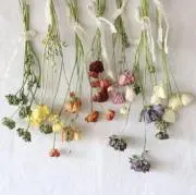 mimiiの画像
