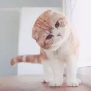 モガニの画像