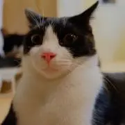 どみじの画像