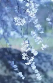 みぃの画像