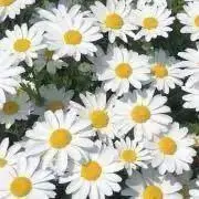 い【断捨離中】の画像