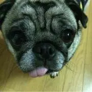 愛子