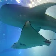 Guppy☆の画像
