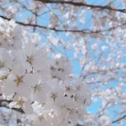 桜の画像