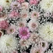 mmの画像