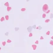 トモモの画像