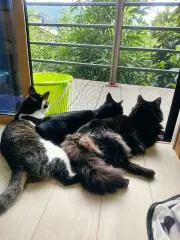 TOM ☆断捨離中の画像