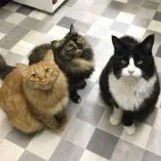 neko⭐️フォロー割り⭐️の画像
