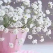 SHIORIの画像