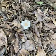ふみの画像