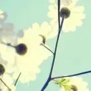 ルルの画像