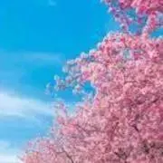 sakuraの画像