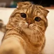 しんやの画像