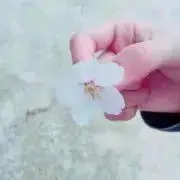 ゆらの画像