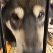 むさしの画像