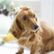 たかはしの画像