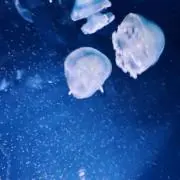 sevの画像