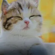 みけの画像