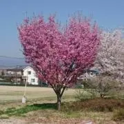 yukiの画像