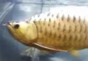 アロワニアの画像