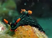 桜の画像