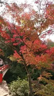 tamukoの画像