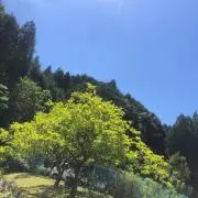 koの画像