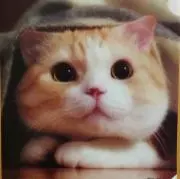 くまきちの画像