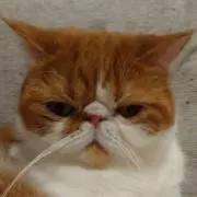 ペータ郎の画像