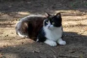 もこもこねこの画像