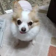 たつ