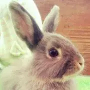 くるみの画像