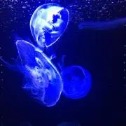 さかなかな