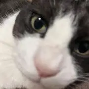 けっけ