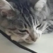 Cocoにゃん☆
