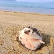 じょんじょん