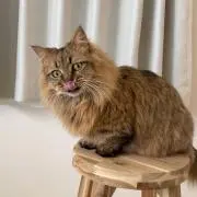 Mono