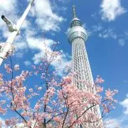 まゆの画像