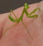 よすけ